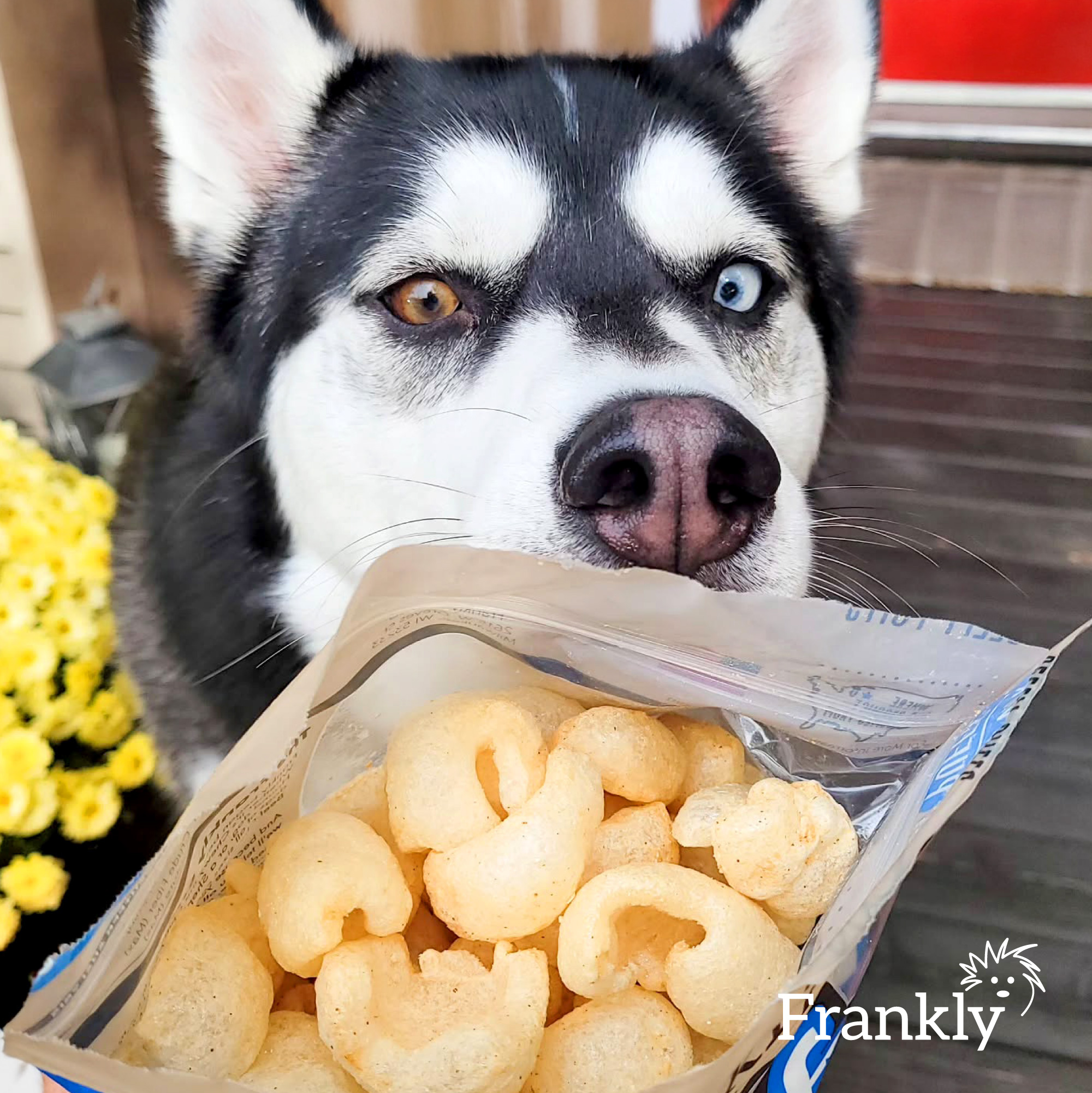 Venison Beefy Puffs - Image 5